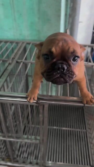 Chó French Bulldog nâu đỏ 6 tháng. Mua bán Chó tại Thị xã Bến Cát Bình Dương được đăng bởi Chánh Tính hình 1