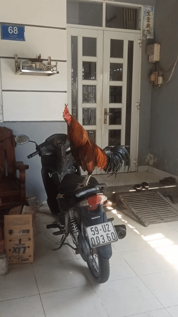 Gà nòi 3kg 8 tháng. Mua bán Gà tại Huyện Bình Chánh Tp Hồ Chí Minh được đăng bởi La minh Đức  hình 1