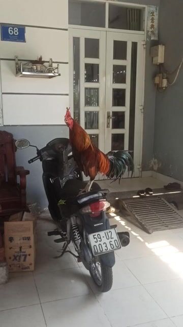 Gà nòi 3kg 8 tháng. Mua bán Gà tại Huyện Bình Chánh Tp Hồ Chí Minh được đăng bởi La minh Đức  hình 1