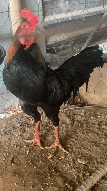 Gà que tơ zin 3kg4 . Mua bán Gà tại Quận Bình Thuỷ Cần Thơ được đăng bởi Kiệt hình 1