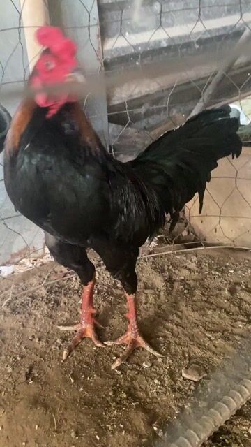 Gà que tơ zin 3kg4 . Mua bán Gà tại Quận Bình Thuỷ Cần Thơ được đăng bởi Kiệt hình 1