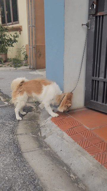 Chó Phốc sóc lai Nhật nâu trắng 12 tháng. Mua bán Chó tại Huyện Gia Lâm Hà Nội được đăng bởi Nguyen hình 1