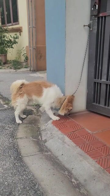Chó Phốc sóc lai Nhật nâu trắng 12 tháng. Mua bán Chó tại Huyện Gia Lâm Hà Nội được đăng bởi Nguyen hình 1