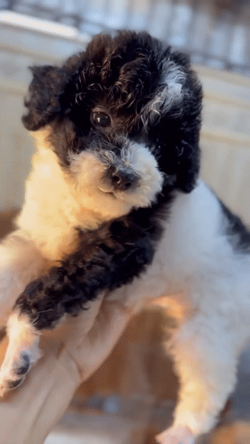 Chó Poodle Bò sữa Gần 3 tháng tuổi. Mua bán Chó tại Thành phố Dĩ An Bình Dương được đăng bởi cao hình 1