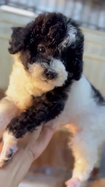 Chó Poodle Bò sữa Gần 3 tháng tuổi. Mua bán Chó tại Thành phố Dĩ An Bình Dương được đăng bởi cao hình 1
