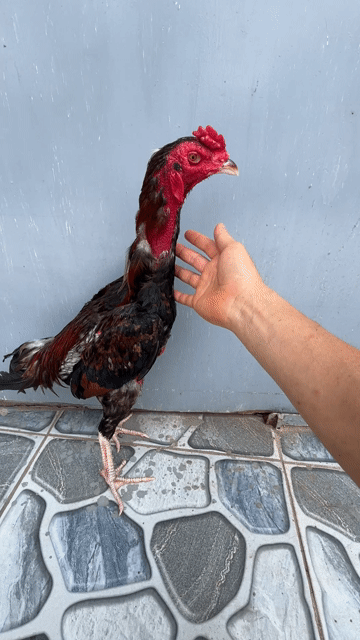 Tía tơ zin. Mua bán Gà tại Huyện Sóc Sơn Hà Nội được đăng bởi TranNam hình 1