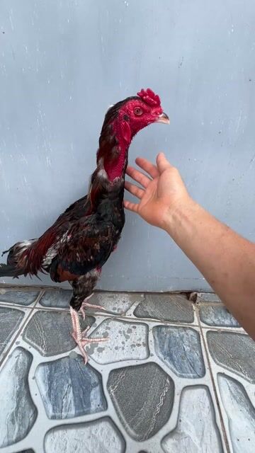 Tía tơ zin. Mua bán Gà tại Huyện Sóc Sơn Hà Nội được đăng bởi TranNam hình 1