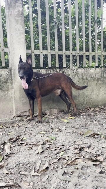 Chó Malinois. Mua bán Chó tại Huyện Củ Chi Tp Hồ Chí Minh được đăng bởi Cường Củ Chi hình 1