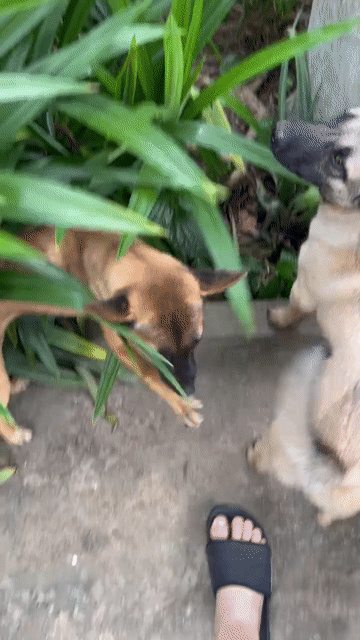 Cho tặng chó cỏ dưới 1 tuổi. Mua bán Chó tại Huyện Củ Chi Tp Hồ Chí Minh được đăng bởi Ngọc  hình 1