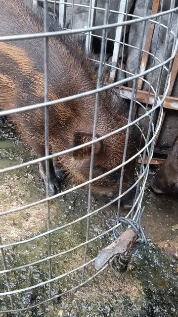 Heo lai Run nâu 5-6 kg. Mua bán Thú cưng khác tại Thành phố Thuận An Bình Dương được đăng bởi Thanh hình 1