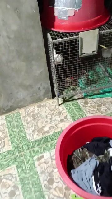 Chim chào mào Bạch tạng. Mua bán Chim tại Huyện Đà Bắc Hòa Bình được đăng bởi Tuân Đinh Quang hình 1
