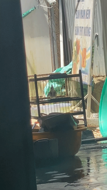Chim bổi đực. Mua bán Chim tại Huyện Phú Vang Thừa Thiên Huế được đăng bởi duong cong hoang hình 1