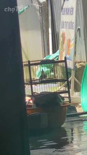 Chim bổi đực. Mua bán Chim tại Huyện Phú Vang Thừa Thiên Huế được đăng bởi duong cong hoang hình 1