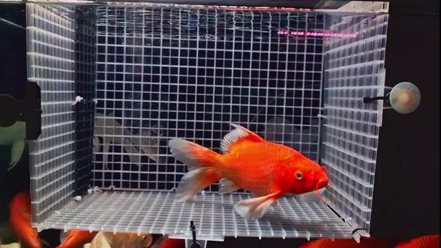 Cá chép phi tần Đỏ loang 18-20 cm. Mua bán Thú cưng khác tại Quận Tân Phú Tp Hồ Chí Minh được đăng bởi Khoa Đăng hình 1