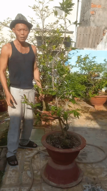Cây cảnh Bonsai. Mua bán Cây cảnh, đồ trang trí tại Thành phố Vũng Tàu Bà Rịa - Vũng Tàu được đăng bởi Nguyễn Văn Khiêm  hình 1