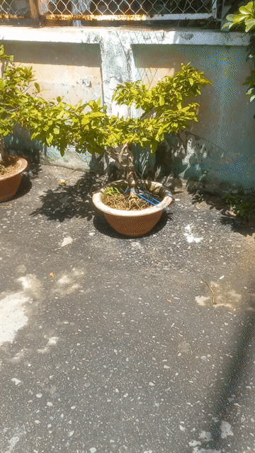Cây cảnh thanh lọc không khí xanh lá dễ chăm sóc. Mua bán Cây cảnh, đồ trang trí tại Thành phố Vũng Tàu Bà Rịa - Vũng Tàu được đăng bởi Nguyễn Văn Khiêm  hình 1