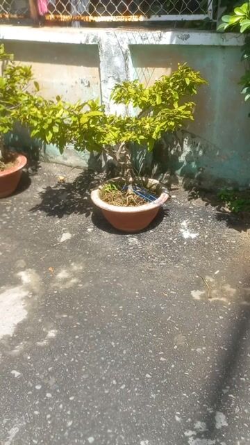 Cây cảnh thanh lọc không khí xanh lá dễ chăm sóc. Mua bán Cây cảnh, đồ trang trí tại Thành phố Vũng Tàu Bà Rịa - Vũng Tàu được đăng bởi Nguyễn Văn Khiêm  hình 1