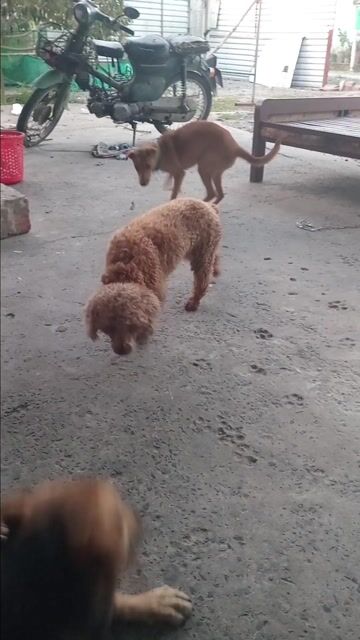 Chó Poodle cái màu Nâu. Mua bán Chó tại Huyện Củ Chi Tp Hồ Chí Minh được đăng bởi yem hình 1