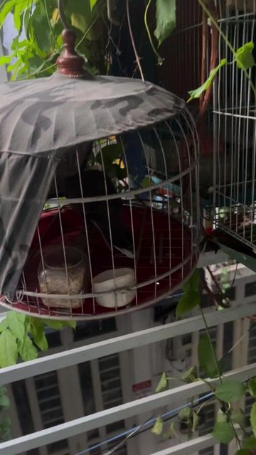 Chim cu gáy malaysia (bao trống). Mua bán Chim tại Quận 12 Tp Hồ Chí Minh được đăng bởi Quốc Vỹ hình 1