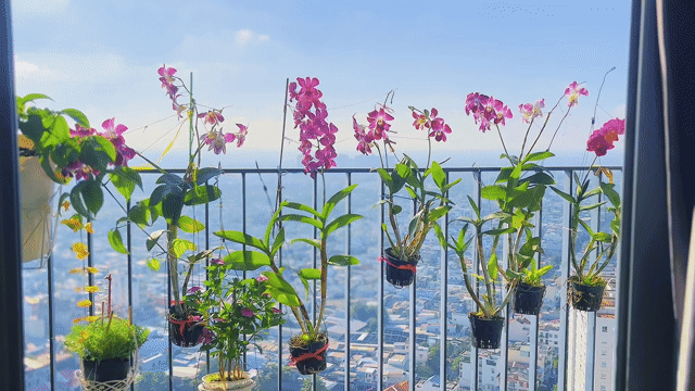 Cho thuê Căn hộ Chung cư The Pegasuite Quận 8 Tp Hồ Chí Minh diện tích 60 m² giá 11 triệu/tháng