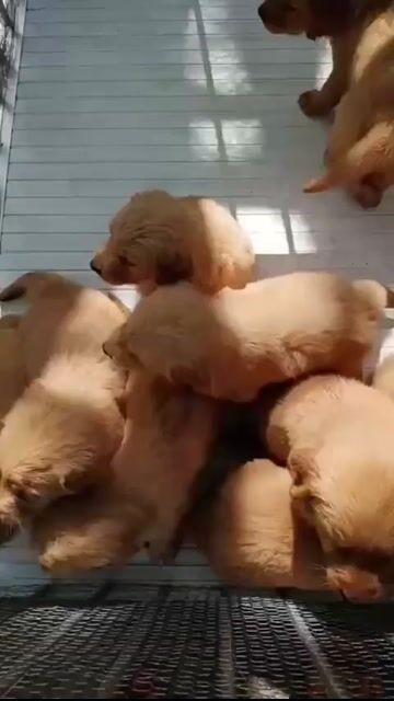 Chó Golden - chó golden thuần & màu đậm/nhạt có đủ. Mua bán Chó tại Huyện Hóc Môn Tp Hồ Chí Minh được đăng bởi My Trà hình 1