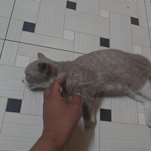 Mèo Anh lông ngắn xám trắng 4 tháng. Mua bán Mèo tại Huyện Củ Chi Tp Hồ Chí Minh được đăng bởi HIẾN NGỌC HIẾU hình 1