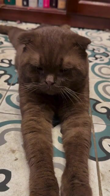 cần bán em mèo aln nâu. Mua bán Mèo tại Huyện Nhà Bè Tp Hồ Chí Minh được đăng bởi Minh Châu hình 1