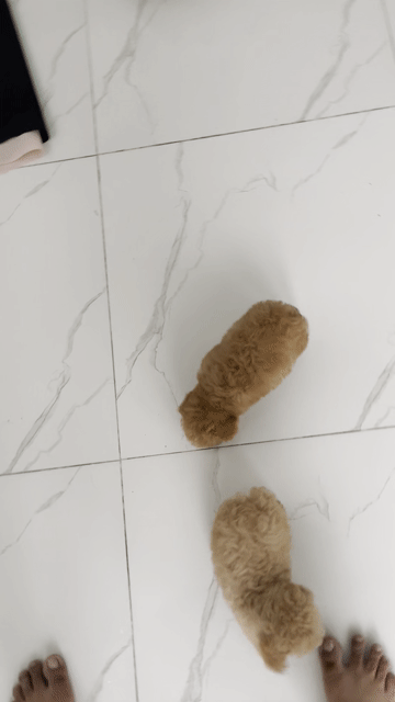 Chó Poodle Tini Vàng mơ/kem. Mua bán Chó tại Quận Bình Thạnh Tp Hồ Chí Minh được đăng bởi Nguyễn phúc hình 1