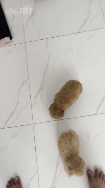 Chó Poodle Tini Vàng mơ/kem. Mua bán Chó tại Quận Bình Thạnh Tp Hồ Chí Minh được đăng bởi Nguyễn phúc hình 1