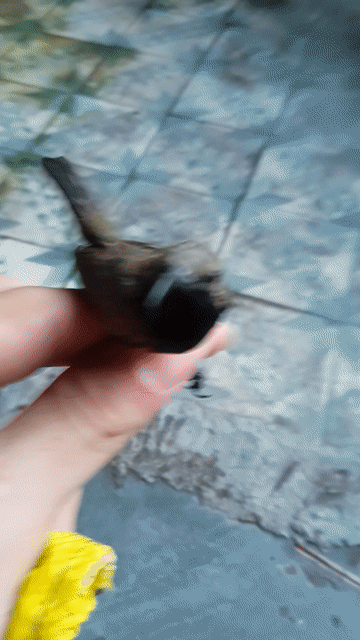 Chim hút mật non Nâu 9 ngày. Mua bán Chim tại Thành phố Sa Đéc Đồng Tháp được đăng bởi Tien hình 1