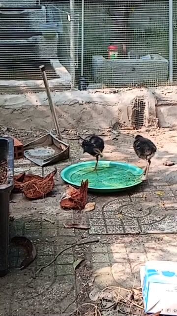 1 Cặp Chim Trích cồ 3 tháng khỏe mạnh. Mua bán Chim tại Huyện Bình Chánh Tp Hồ Chí Minh được đăng bởi Nguyễn duy bình hình 1