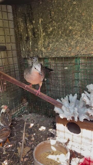 Thanh lý chim cu Thái con. Mua bán Chim tại Huyện Bình Chánh Tp Hồ Chí Minh được đăng bởi Ngô Thanh Phong hình 1