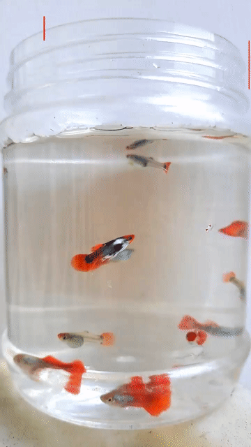 Cá guppy đẹp giá hạt dẻ 100k/8cặp. Mua bán Thú cưng khác tại Quận Tân Phú Tp Hồ Chí Minh được đăng bởi Trần Bảo hình 1