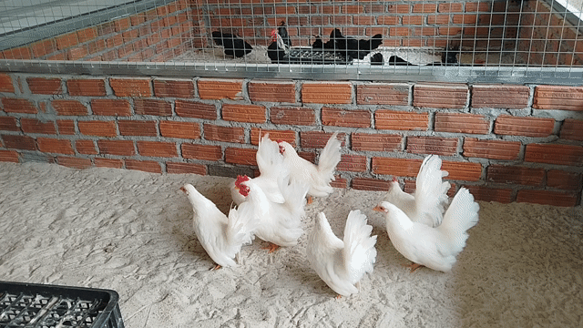 Gà tre Thái Trắng Cả trống và mái làm cảnh. Mua bán Gà tại Quận Cẩm Lệ Đà Nẵng được đăng bởi Trương Hiền  hình 1