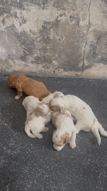 Chó Poodle bố trắng , mẹ  nâu hơn 1 tháng. Mua bán Chó tại Huyện Phú Vang Thừa Thiên Huế được đăng bởi Quốc Tịnh  hình 1