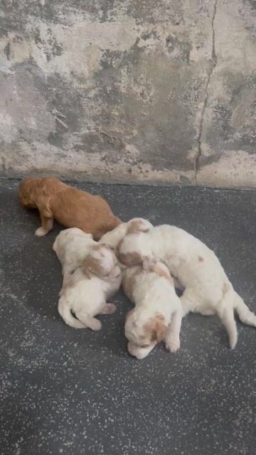 Chó Poodle bố trắng , mẹ  nâu hơn 1 tháng. Mua bán Chó tại Huyện Phú Vang Thừa Thiên Huế được đăng bởi Quốc Tịnh  hình 1