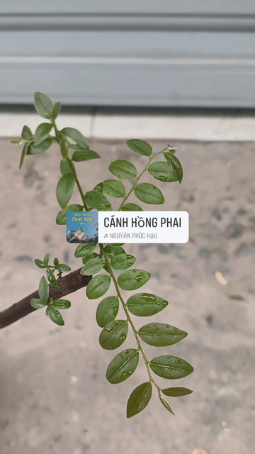 Cây muội hồng Dáng bay Mini. Mua bán Cây cảnh, đồ trang trí tại Huyện Bình Chánh Tp Hồ Chí Minh được đăng bởi  Le Hoang Anh hình 1