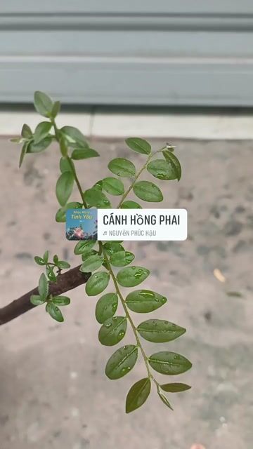 Cây muội hồng Dáng bay Mini. Mua bán Cây cảnh, đồ trang trí tại Huyện Bình Chánh Tp Hồ Chí Minh được đăng bởi  Le Hoang Anh hình 1