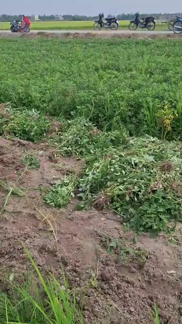 Đậu phộng nhà trồng. Mua bán Đồ ăn, thực phẩm và các loại khác tại Quận 7 Tp Hồ Chí Minh được đăng bởi Loan Trần tố hình 1