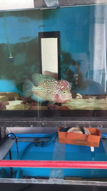 Cá la hán Kamfa f1 classic. Mua bán Thú cưng khác tại Quận 7 Tp Hồ Chí Minh được đăng bởi Văn Tuấn hình 1