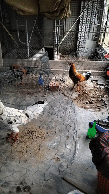 tóp gà tơ từ 2k6 đến 3k2 . Mua bán Gà tại Quận Bình Thuỷ Cần Thơ được đăng bởi trai gà thanh cần Thơ  hình 1