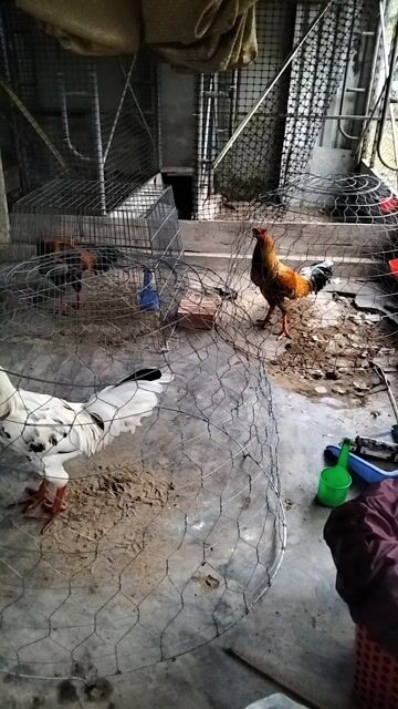 tóp gà tơ từ 2k6 đến 3k2 . Mua bán Gà tại Quận Bình Thuỷ Cần Thơ được đăng bởi trai gà thanh cần Thơ  hình 1