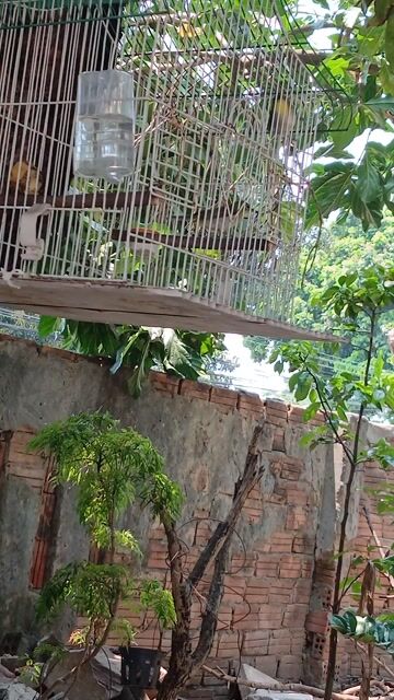 Chim khuyên trống. Mua bán Chim tại Quận Liên Chiểu Đà Nẵng được đăng bởi Pham Khanh hình 1