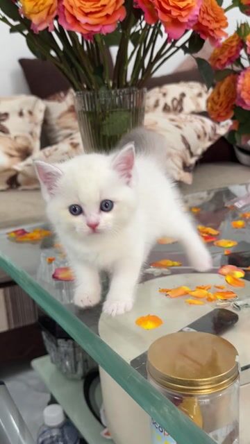 Mèo trắng (ALN - Ragdoll) đực. Mua bán Mèo tại Quận Cái Răng Cần Thơ được đăng bởi TRẦN HOÀI NGỌC hình 1