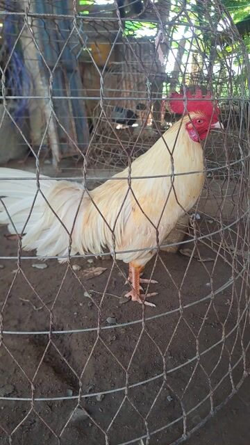 Gà đá gò công. Mua bán Gà tại Huyện Bình Chánh Tp Hồ Chí Minh được đăng bởi nguyễn duy bình hình 1