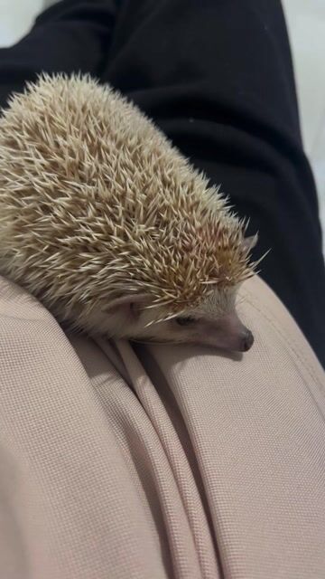 Nhím kiểng Nâu trắng. Mua bán Thú cưng khác tại Huyện Đất Đỏ Bà Rịa - Vũng Tàu được đăng bởi nguyễn hân hình 1