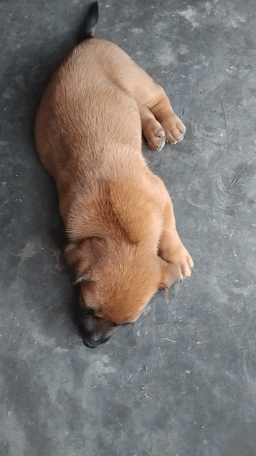 Chó Phú Quốc lai Rê . Mua bán Chó tại Huyện Tam Nông Đồng Tháp được đăng bởi Thú Cưng  hình 1