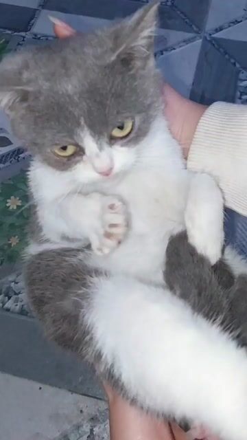 Mèo ALD x ALN cái 2.5 tháng. Mua bán Mèo tại Huyện Bình Lục Hà Nam được đăng bởi Lan Anh Nguyễn hình 1