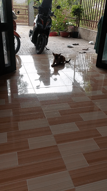 cho con lai bec giê siêu không. Mua bán Chó tại Thị xã Phú Mỹ Bà Rịa - Vũng Tàu được đăng bởi ruagia hình 1