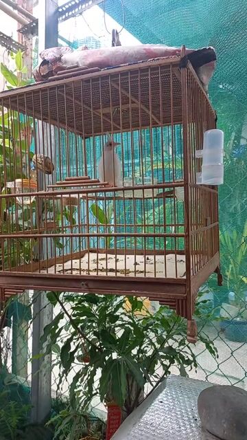 Chào mào mái bạch tơ. Mua bán Chim tại Thành phố Thủ Đức Tp Hồ Chí Minh được đăng bởi Cá betta Long Nguyễn hình 1